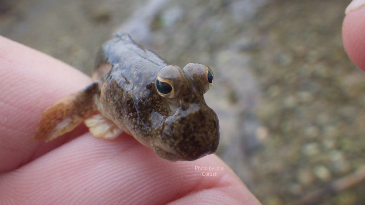 Joel Corush tweet media