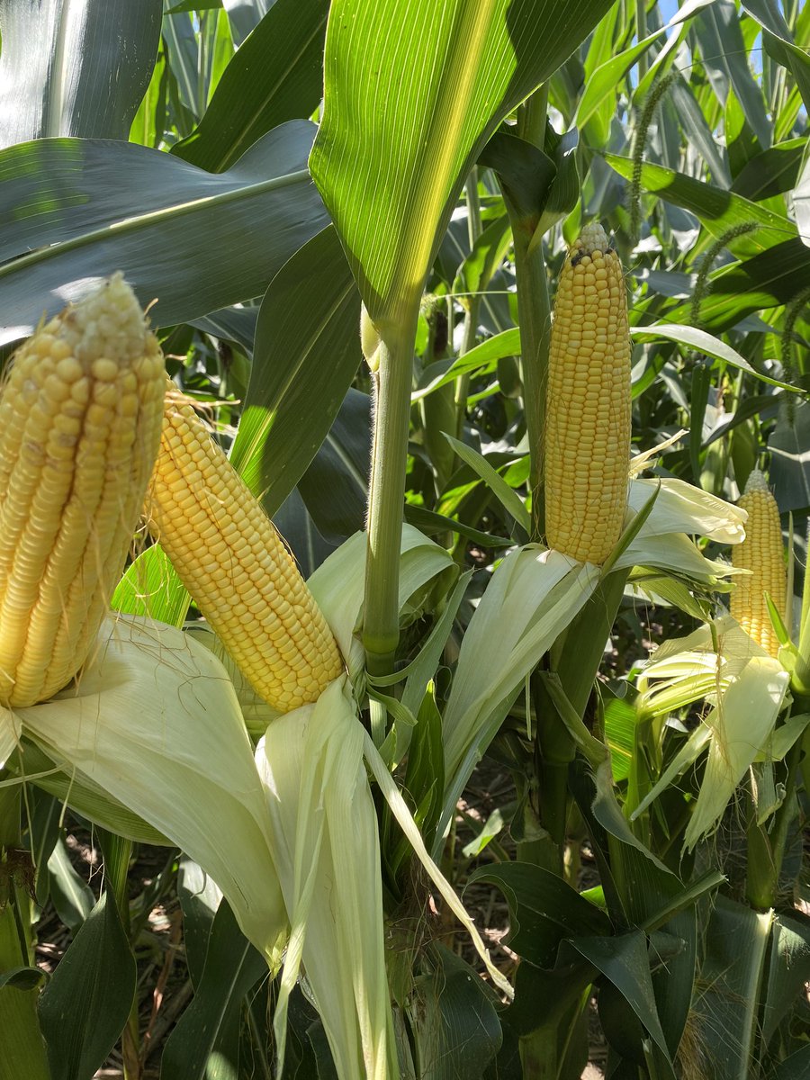 Looking for consistency on moderate to productive acre in Missouri. #B08C92AML  #brevantmo