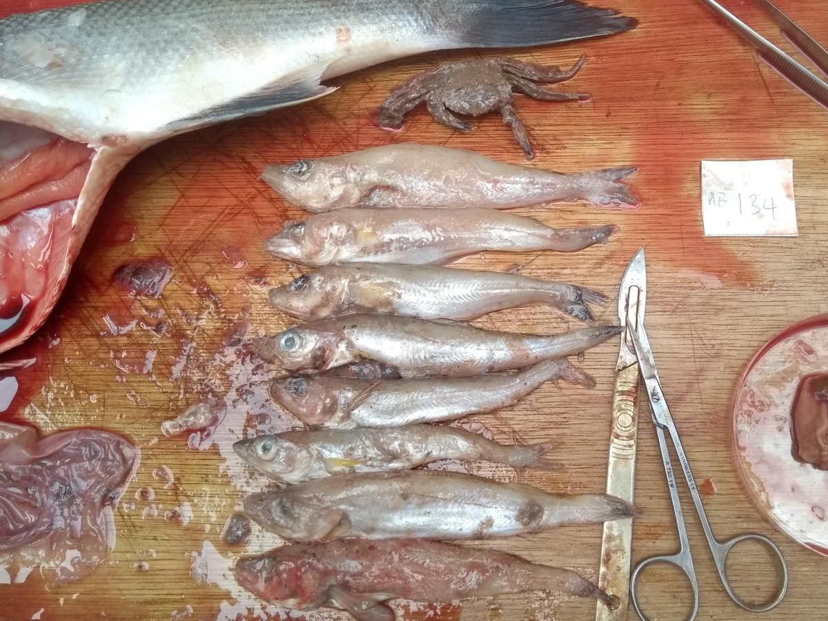 Alec Moore (@alecbmmoore) on Twitter photo 1 hungry #bass! 9 whiting & a velvet swimmer. Busy day dissecting for maturity, age etc assessment @sos_bangor_uni <a href="/Fisheriesbangor/">Bangor University - Sustainable Fisheries Research</a> <a href="/NWIFCA/">North Western IFCA</a> 1 hungry #bass! 9 whiting & a velvet swimmer. Busy day dissecting for maturity, age etc assessment @sos_bangor_uni <a href="/Fisheriesbangor/">Bangor University - Sustainable Fisheries Research</a> <a href="/NWIFCA/">North Western IFCA</a>
