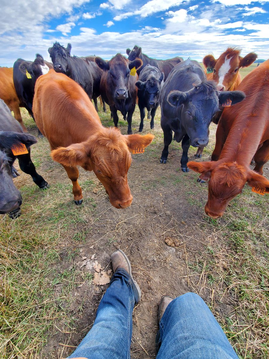 dj_mckinnon's tweet photo. Gotta love a friendly herd!
#agriculture #ranch #cowboy #cows https://t.co/x6vCd4DFHn