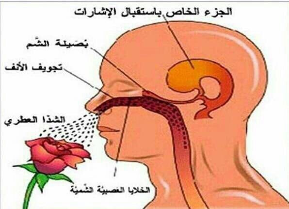 information97's tweet photo. دراسه نقول انك لو شممت رائحة قبل 20 سنة ثم شممتها اليوم فستتمكن من إعادة ذكريات لم تكن تعتقد أنك ستتذكرها لأن حاسة الشم أقوى حاسة مرتبطة بالذكريات https://t.co/Xx5X1rMtZx