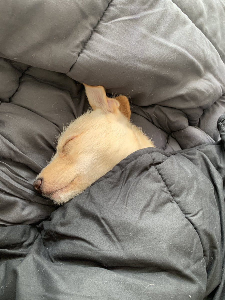 CodySIO's tweet photo. He was sleepy so I tucked him in. https://t.co/Les55XgzEZ