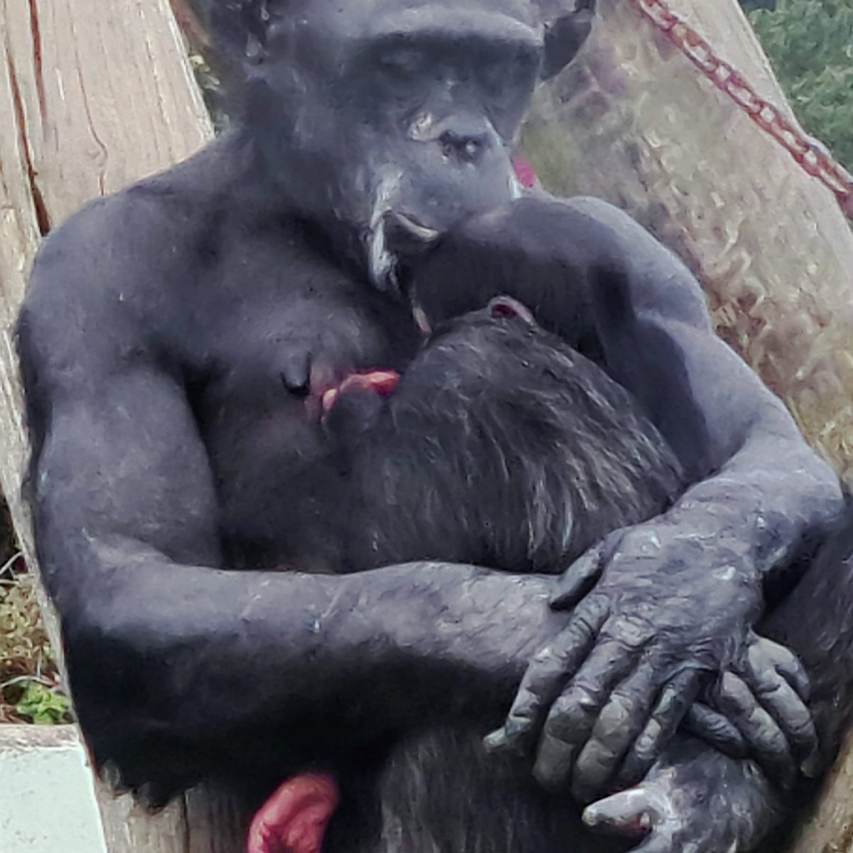 MishShells's tweet photo. #welshmountainzoo https://t.co/m1bHGe2Zid