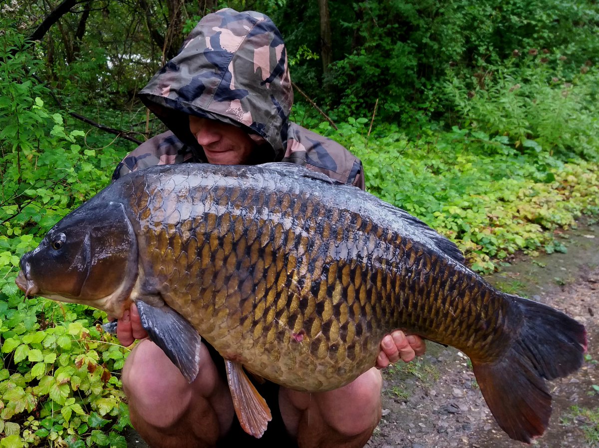 DynamiteBaits's tweet photo. A brute of a common on the Frenzied Chilli tigers for Ash Geden. Another result for him on his new water. He laid down a bed of CompleX-T pellets, Frenzied Hemp and crumbed CompleX-T boilies soaked in Sweet Tiger Liquid...
#Frenzied #ComplexT #Dynamitebaits https://t.co/Ac51wjudIq