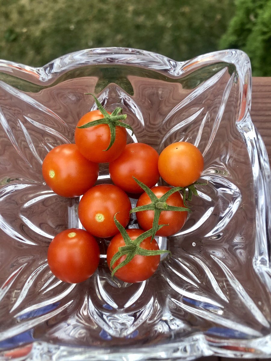 gabijayy's tweet image. Hey @BMartin_Retail, these #freshtomatoes would go well with your #freshcorn