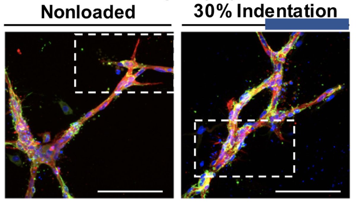 As it happens,  @EmilyEastburn1 worked as an undergrad with  @m_ruehle in the  @WillettLabs on the latter question: Do mechanical forces directly regulate new blood vessel formation? https://advances.sciencemag.org/content/6/34/eabb6351.abstractThis one was special, as I told here:  https://twitter.com/jboerckel/status/1296984068261896192?s=20