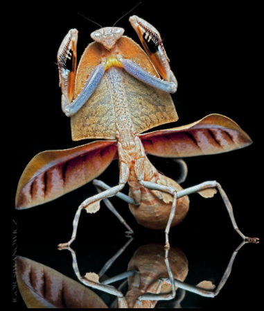 dead leaf praying mantis, by Igor Siwanowicz  https://www.photo.net/1783374#/mantis/Sort-Newest/All-Categories/All-Time/Page-1