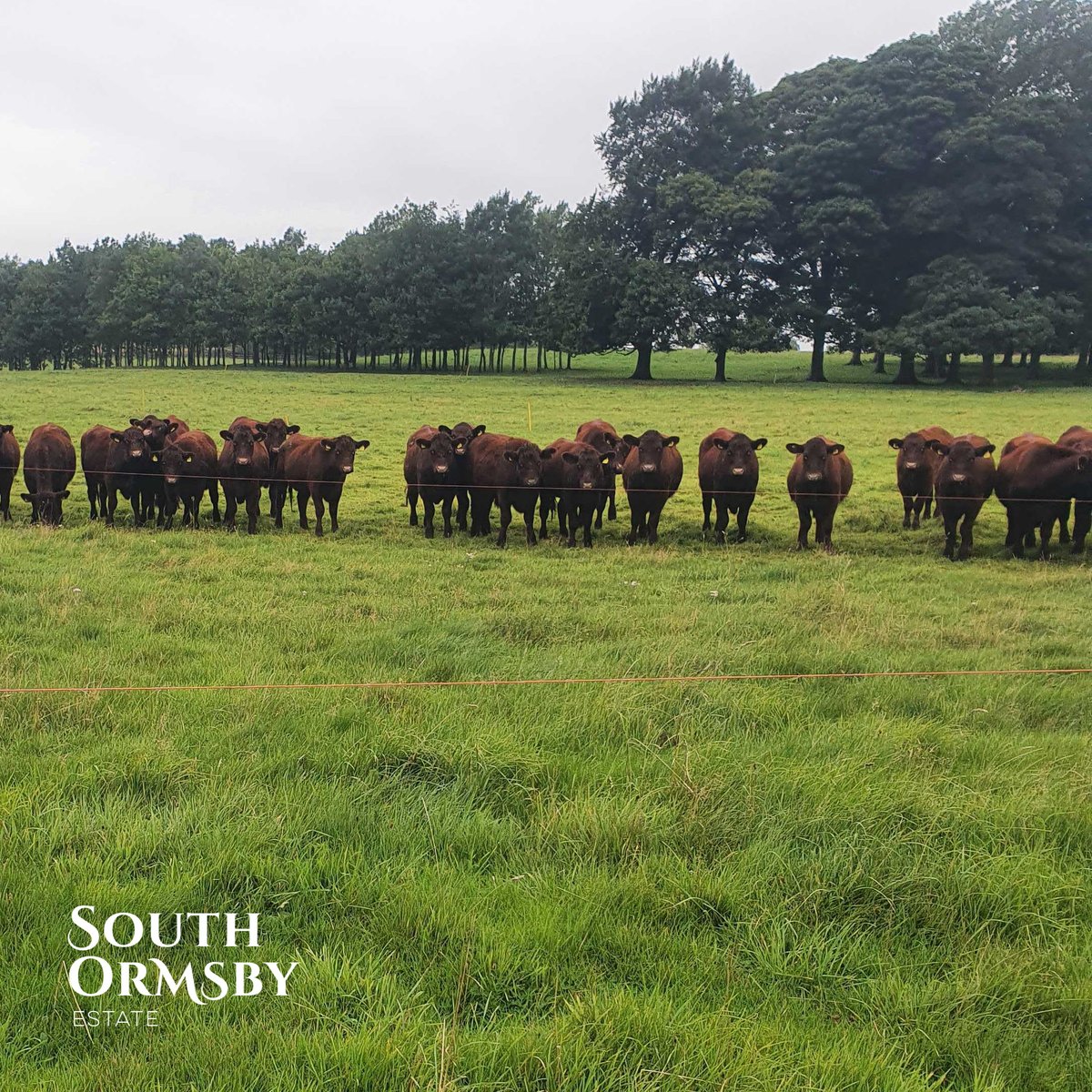 southormsby's tweet photo. The #SaturdayClub learned a lot during Herd Manager John Crutchley’s enrichment talk. In particular, they learned that no audience is more attentive than a paddock-full of curious Lincoln Reds.
#curiouscattle #lincolnred #farming #learningtheland https://t.co/7ojAQ93m9J