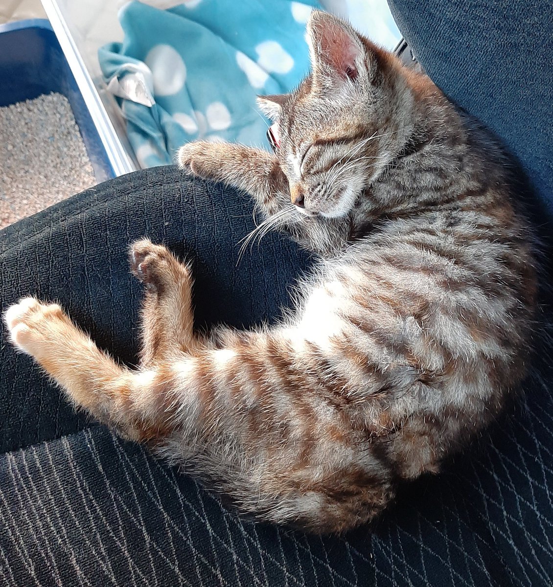 Fussel_the_Cat1's tweet photo. Schon echt lange her. 

#ThrowbackThursday https://t.co/RDvwDgGLg6