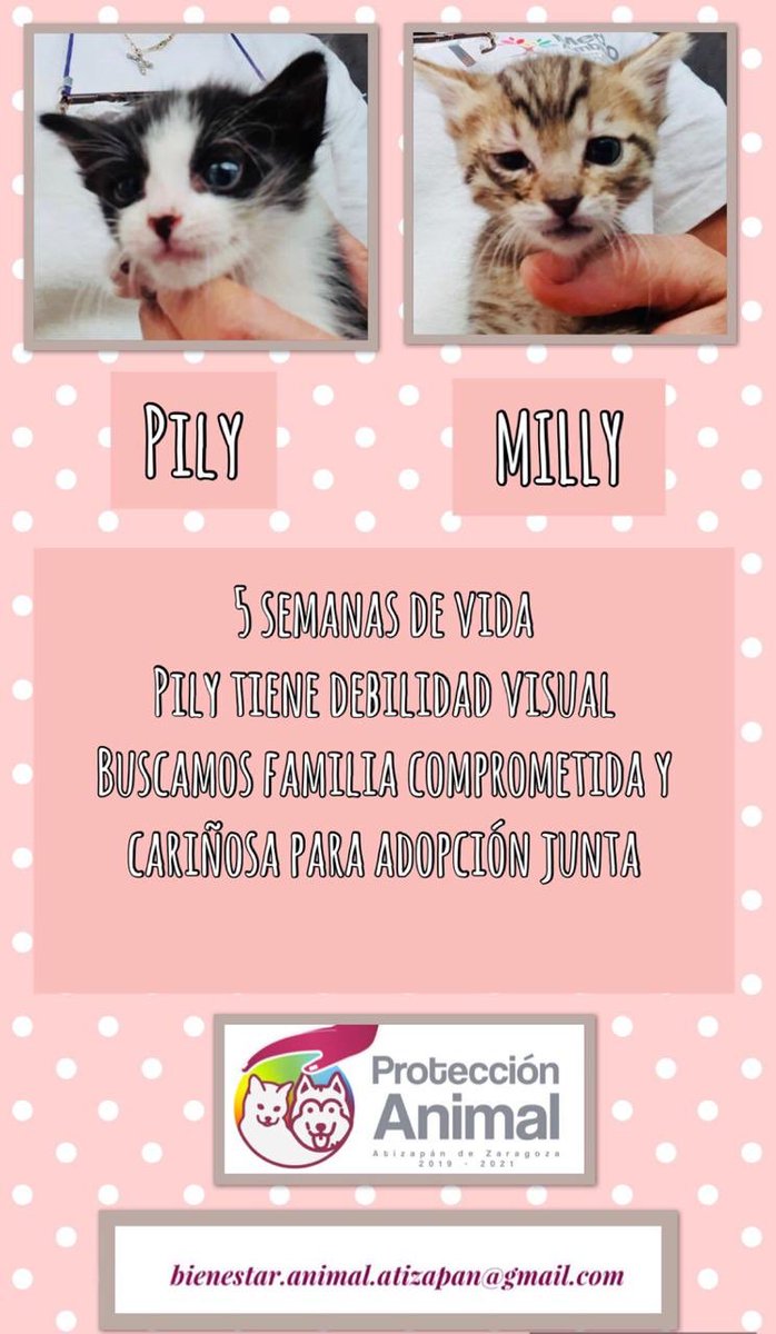 AdoptaAtizapan's tweet photo. Somos PILY MILY y LILY yo soy devil visual, pero mis hermanas cuidarán de mi siempre, porque @lauraduquej nos adoptó a las 3 y en unos días nos mudaremos! Solo que acabe el refuerzo de 💉 ya vieron que bonitas nos pusimos! @FansDeMiyagi @SrInsoportable @dodorochan @clauedwards1 https://t.co/c1joz0AxFQ