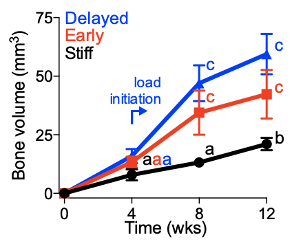 But we still need to understand how loading affects the chondrogenic part of endochondral ossification.We found in the  @ScienceTM paper that bone formation was particularly enhanced when loading was initiated at the stage of chondrocyte hypertrophy.