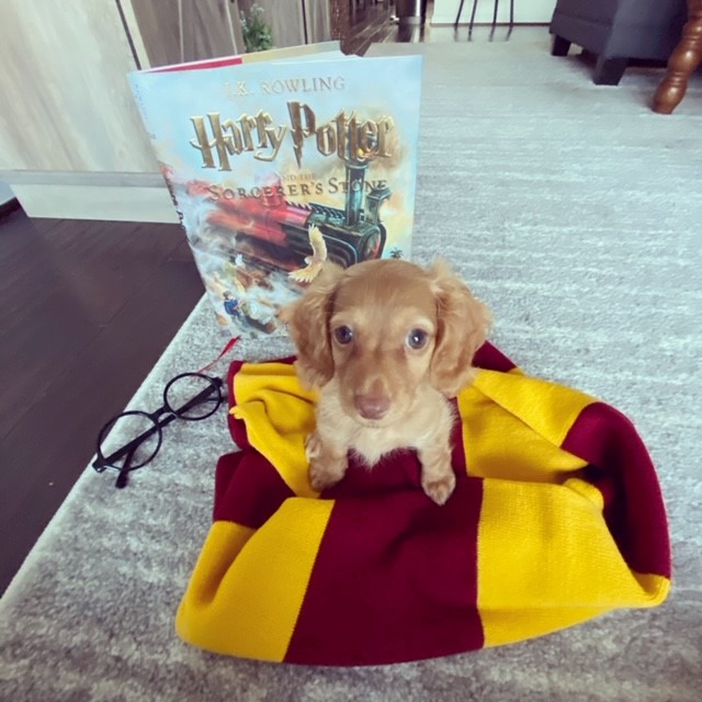 Navy Elementary tweet media