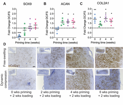 We found that loading regulated chondrogenic gene expression, in a manner dependent on the timing of load initiation, and altered the distribution of matrix deposition.