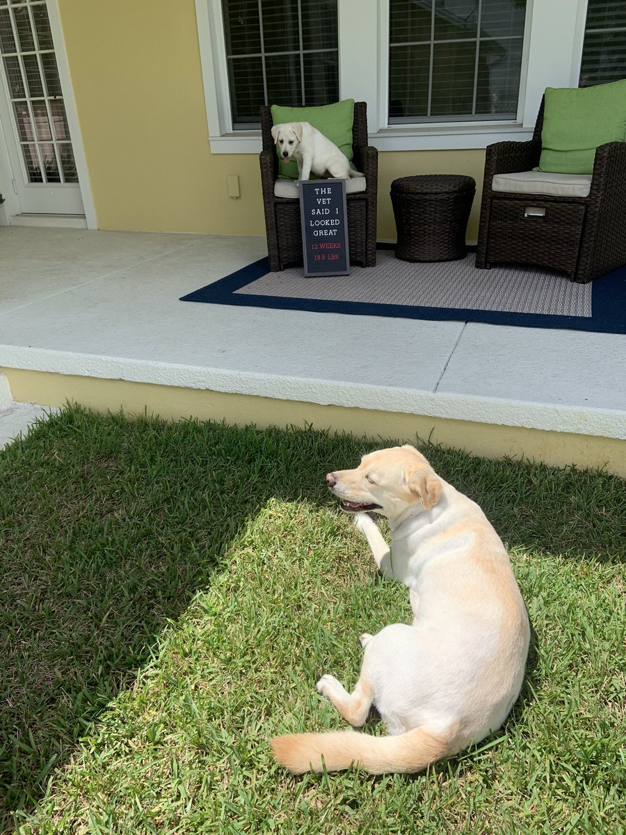 I’m the one teaching Pearl how to do a photo shoot. #twitterdog