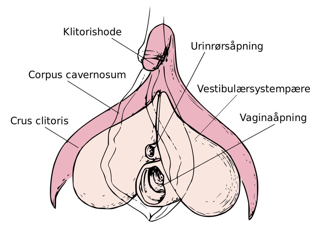 -CLITORIDIENNE OU VAGINALE: je vais vous décevoir mais des deux il n’en rien ,du moins dans l’idée conçue par l’inconscient collectif. Car clitoridienne ou vaginale ,c’est du pareil au même, Le clitoris étant cette longue membrane se prolongeant dans le vagin.