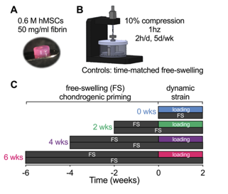 Therefore, we designed this study with  @dannykelly1978 to determine how chondrocytes, at different stages of endochondral maturation, respond to dynamic mechanical compression in a bioreactor: https://www.biorxiv.org/content/10.1101/2020.09.02.280115v1