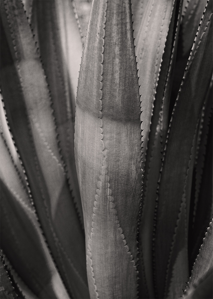 PhotoLoren's tweet photo. Agave plant in the #Arizona #desert. #nikon #landscape #landscapephotography #blackandwhite https://t.co/eIFZbCDyyk