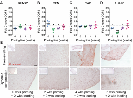 The timing of load initiation also determined whether loading was inhibitory (early) or permissive (late) of mineral deposition.
