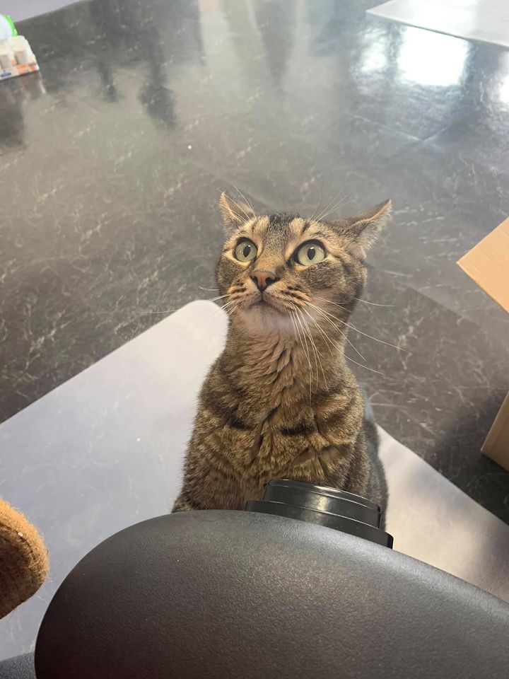 We have GREAT news! So far, Wyatt is in the lead for the pet election race! Can’t you tell by his face that he’s overwhelmed from all of the love and support? Comment the perfect caption for this picture below! #WYATTFORPRESIDENT #TexasLitterControl #CatsOnTwitter
