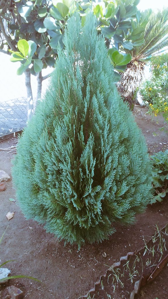 DVSToledo's tweet photo. Lo estamos criando como niño lindo. 😊💚😊 #mijardín #pinitos 🍀 #NaturePhotography #biodiversity https://t.co/jzyG05k2rL