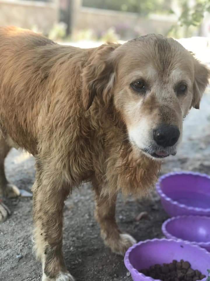 ÇOK ÜZGÜN BİR GOLDEN. TERK EDİLMİŞ VE HEP EVE GİRMEK İSTİYOR. ONA YUVASINI ARIYORUZ
İZMİR MENDERES
İLETİŞİM: 0 505 065 26 08