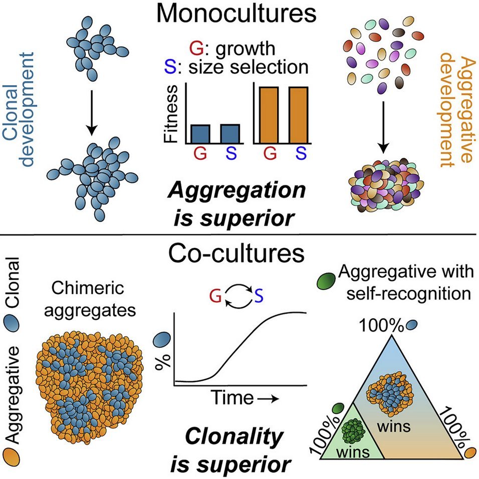 wc_ratcliff's tweet photo. New paper out in @CurrentBiology today, examining ecological and evolutionary effects of basic developmental mode (aggregation vs. clonal growth). Led by the fearless @jt_pentz, w/ @PedroM_Z, @SFI_elibby, @YunkerLab, @Ozan_g_b & @TonyBurnetti 1/15 https://t.co/ks8APvx5u6