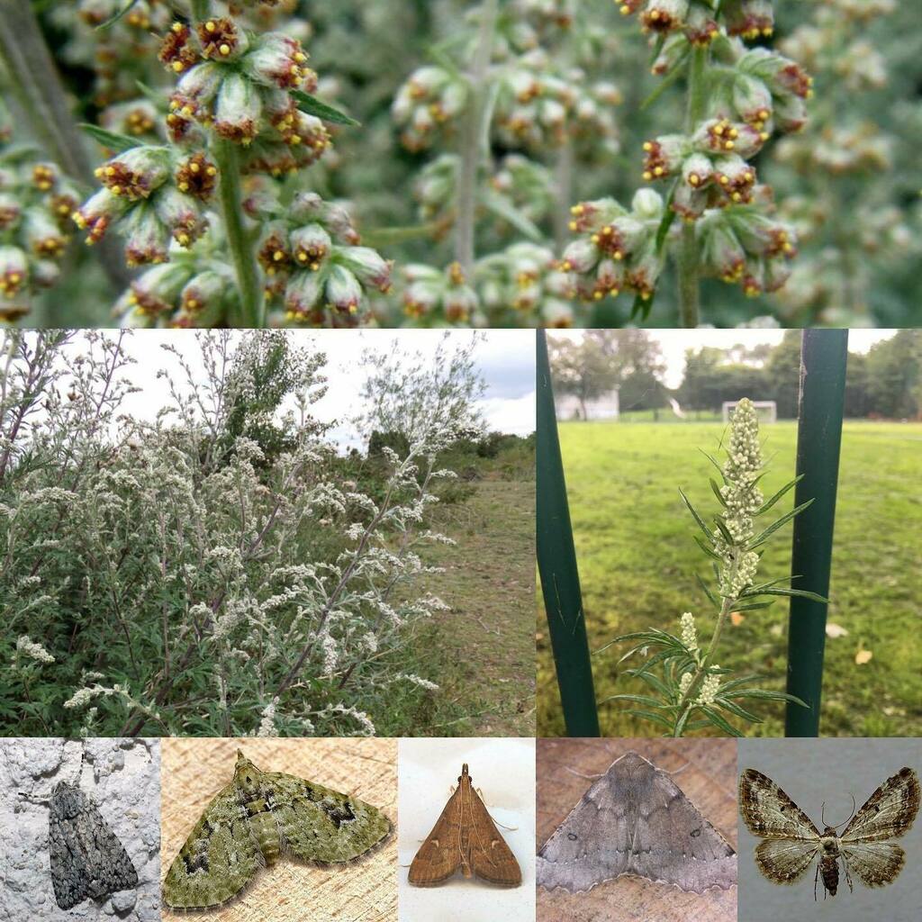 Last in the series! Day 30: Common Mugwort (Artemisia Vulgaris) #SeymourParkOT #nationalmeadowsday

# One of several species in the genus Artemisia commonly known as mugwort, although Artemisia vulgaris is the species most often called mugwort. It is als… instagr.am/p/CErlOblg8-W/
