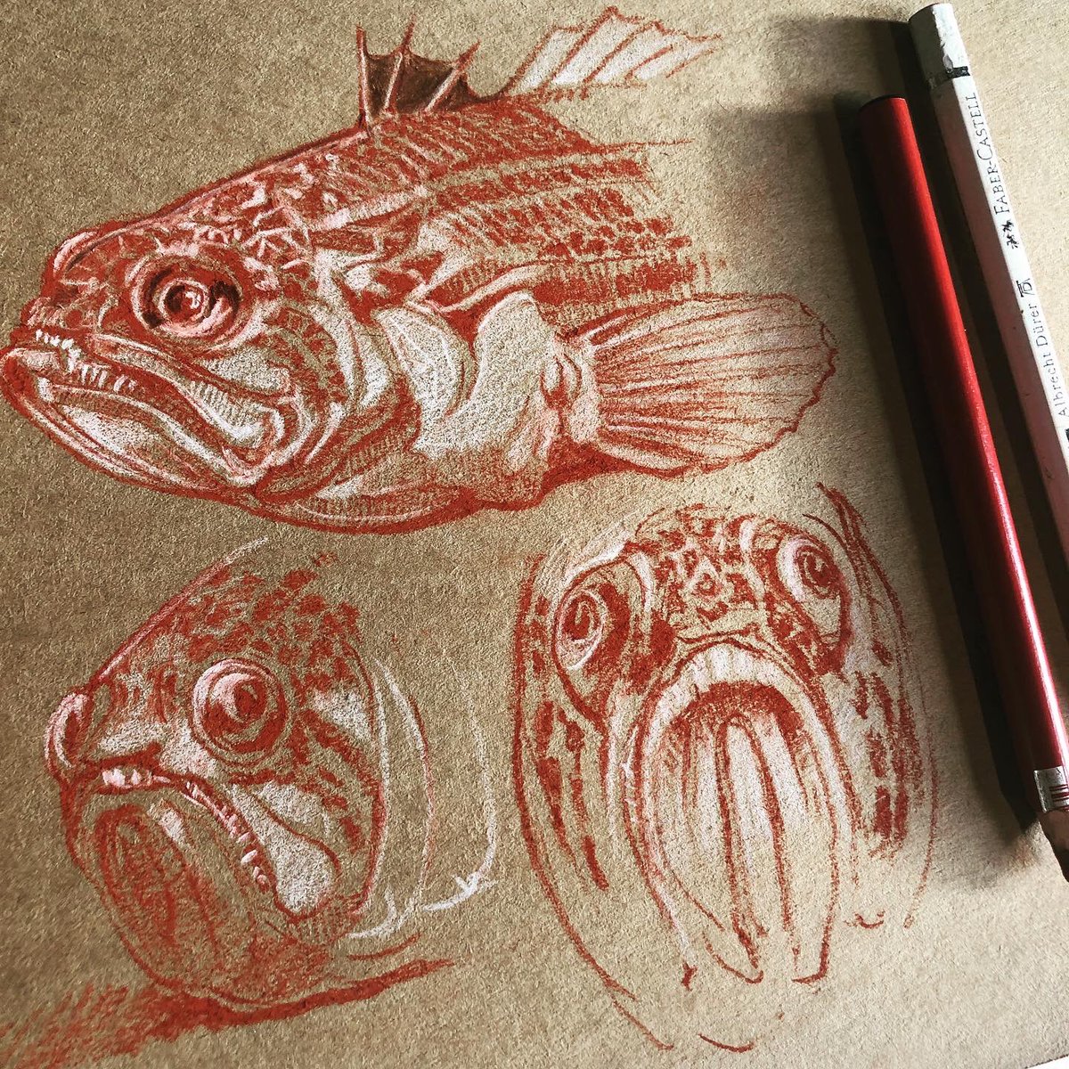WreckDive's tweet photo. The incredible ‘Lesser Weaver Fish’ - Echiichthys vipera - even sounds like a dastardly Harry Potter character - caught several last week whilst shrimping at Frinton-On-Sea. Drawing with sanguine and white pencil. #beach #weaverfish #seaside #venomous #wildlife #draw #drawing https://t.co/FjOttQPd05