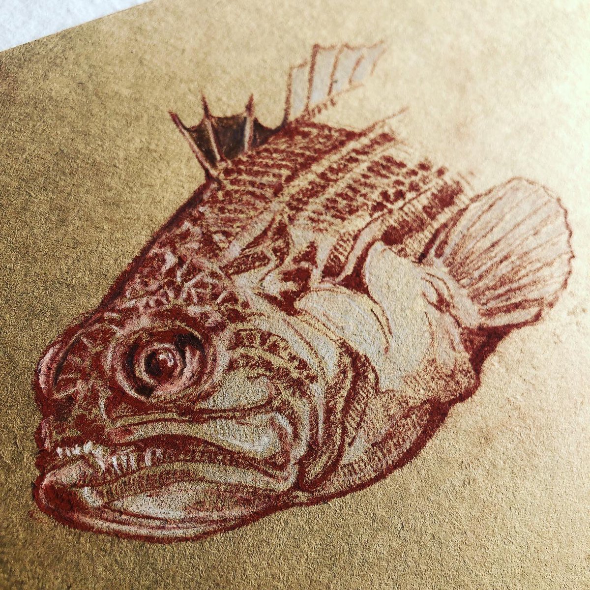 WreckDive's tweet photo. The incredible ‘Lesser Weaver Fish’ - Echiichthys vipera - even sounds like a dastardly Harry Potter character - caught several last week whilst shrimping at Frinton-On-Sea. Drawing with sanguine and white pencil. #beach #weaverfish #seaside #venomous #wildlife #draw #drawing https://t.co/FjOttQPd05