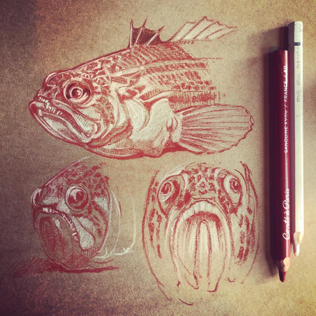 WreckDive's tweet photo. The incredible ‘Lesser Weaver Fish’ - Echiichthys vipera - even sounds like a dastardly Harry Potter character - caught several last week whilst shrimping at Frinton-On-Sea. Drawing with sanguine and white pencil. #beach #weaverfish #seaside #venomous #wildlife #draw #drawing https://t.co/FjOttQPd05