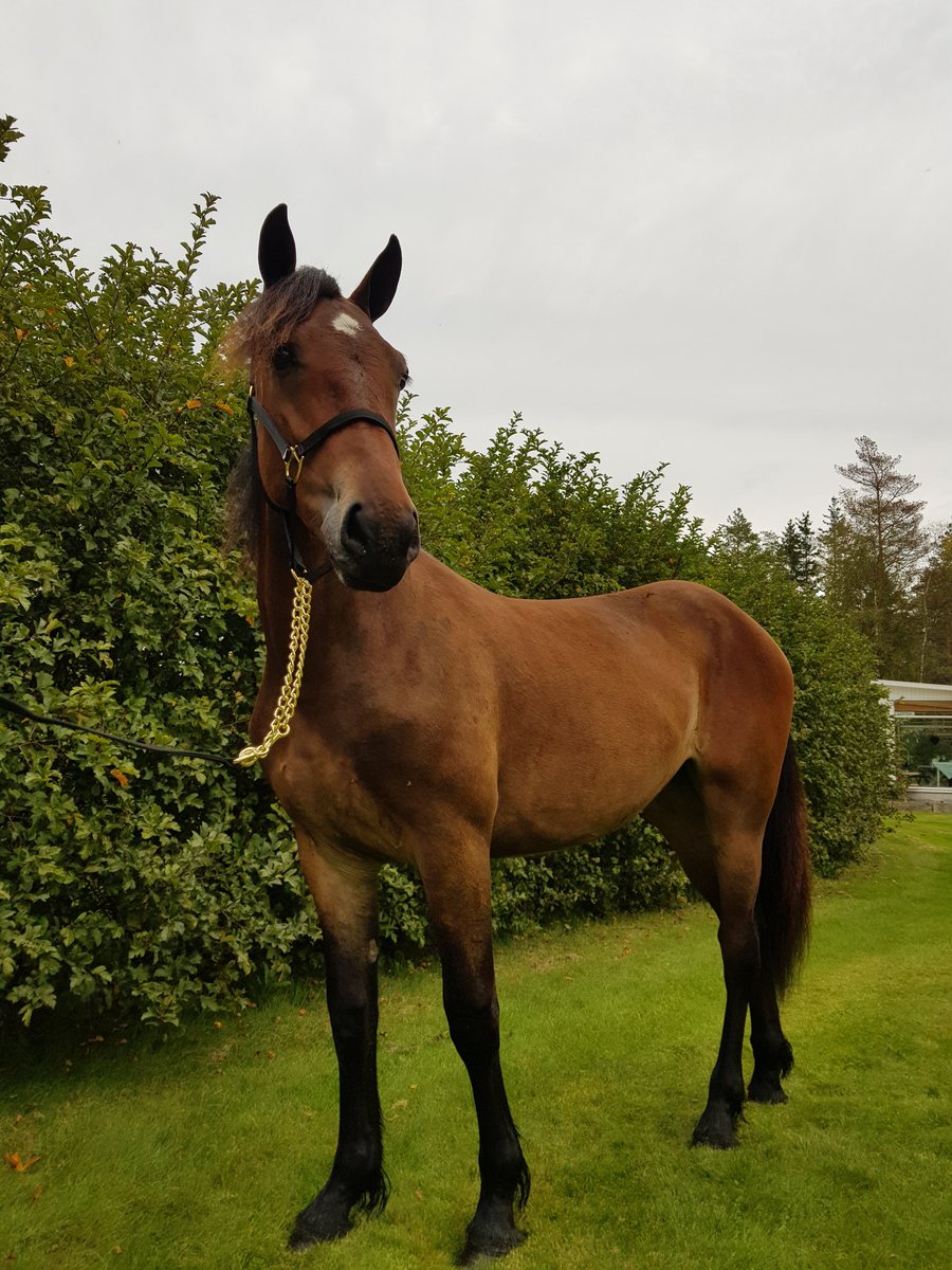 Klasseløpsauksjonen 2020 
#36 Mjølner Artisane 
Helsøster til derbyvinner Mjølner Herkules. Mor er eliteavlshoppe Myrtrolla 💫 leter dere etter deres neste stjerne så er Mjølner Artisane klar for å vises fram hjemme hos Jan Roar Mjølnerød tlf. 41541110