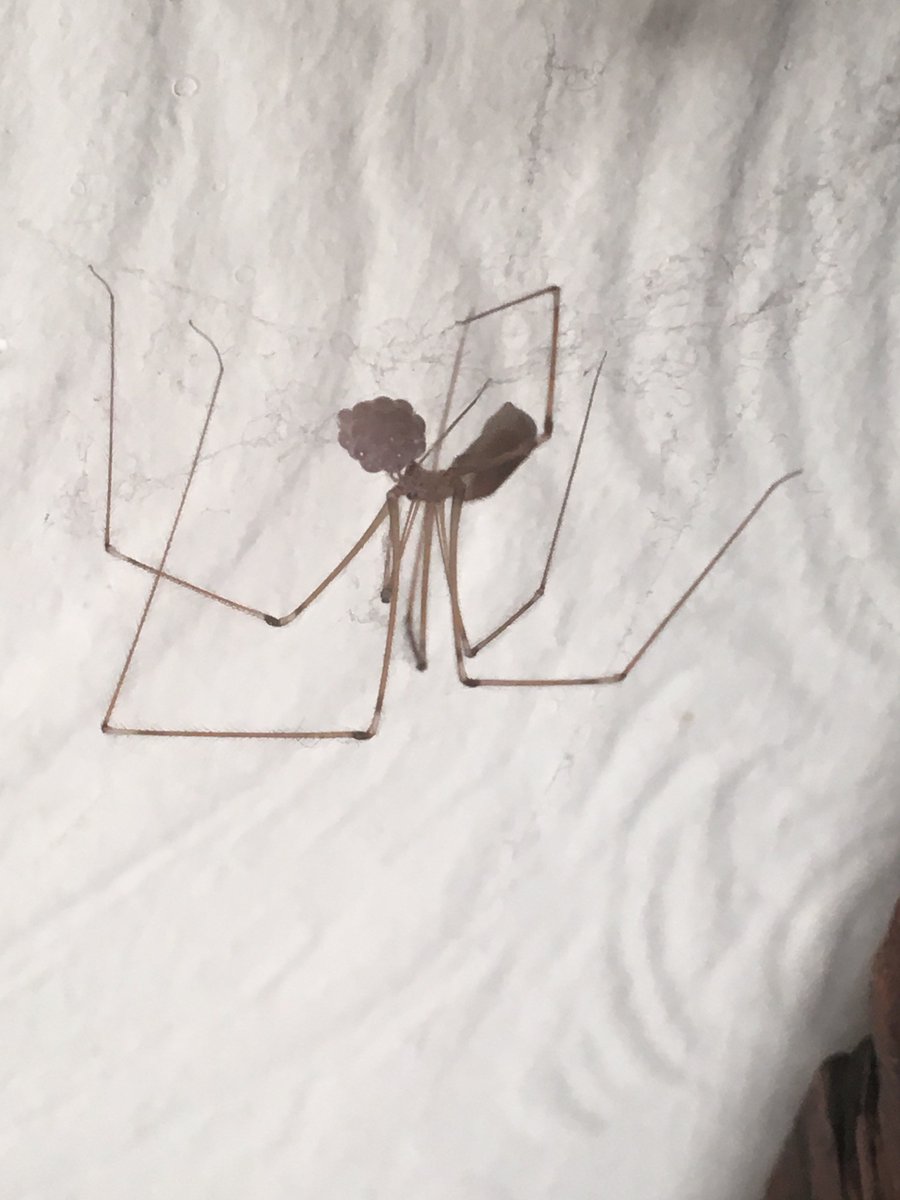 Hi <a href="/BritishSpiders/">BAS</a> big female pholcidae coming out from behind my bookcase with an egg sac in her mouth