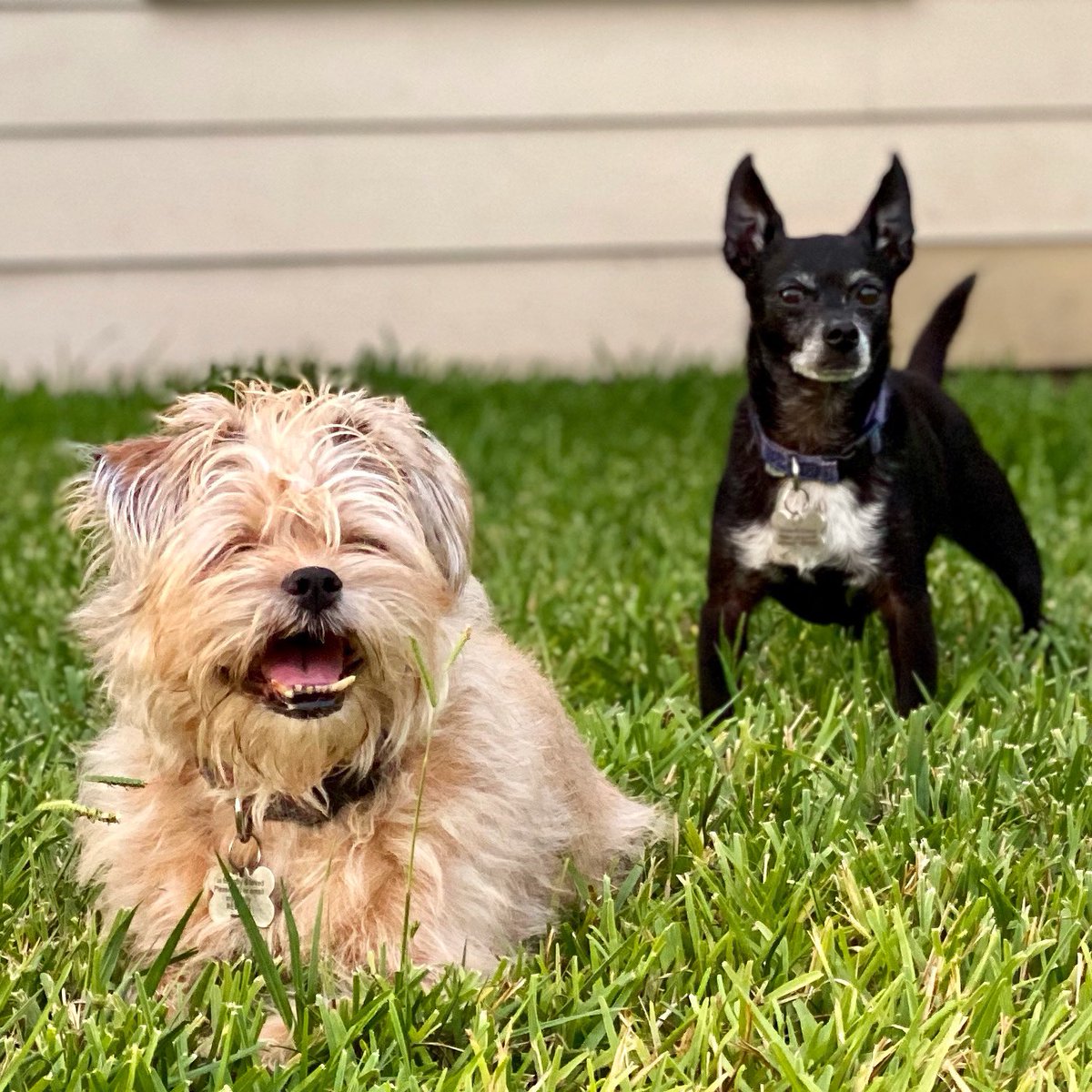 heatherthedogs's tweet photo. Doodle and Spaz cheering on their favorite team! Go Astros!! #StrosDogs @ATTSportsNetSW @JuliaMorales @blummer27 @RealToddKalas https://t.co/w4cWOHQAwM
