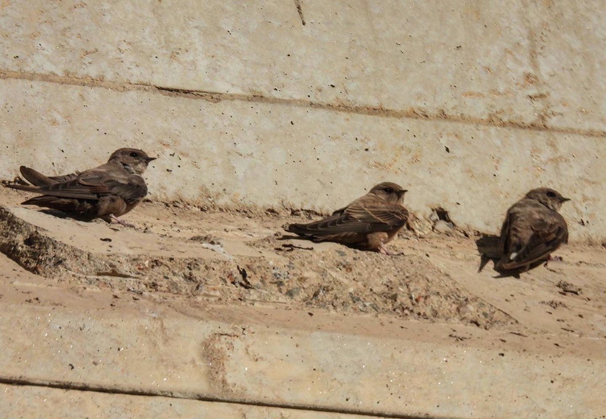 serrotocap's tweet photo. Ptyonoprogne rupestris. Los últimos roqueros aun por #SantAdrià . #roquerol #avionroquero #ocellsdesantadrià #riuBesòs https://t.co/TVm8RRZK8k… https://t.co/qFIZrLYAYf