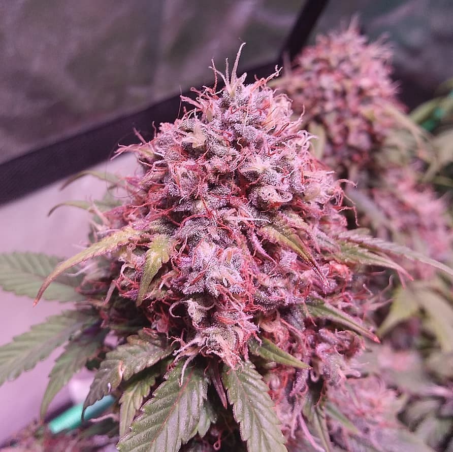 SeedsmanSeeds's tweet photo. 💘 Blueberry Auto 💘 grown by 📸 @powcollective_gg #blueberryauto #seedsmanseeds - 📸 👈 Thanks for sharing your #seedsman genetics!! 💘🙏 https://t.co/3bEM5L5AmT