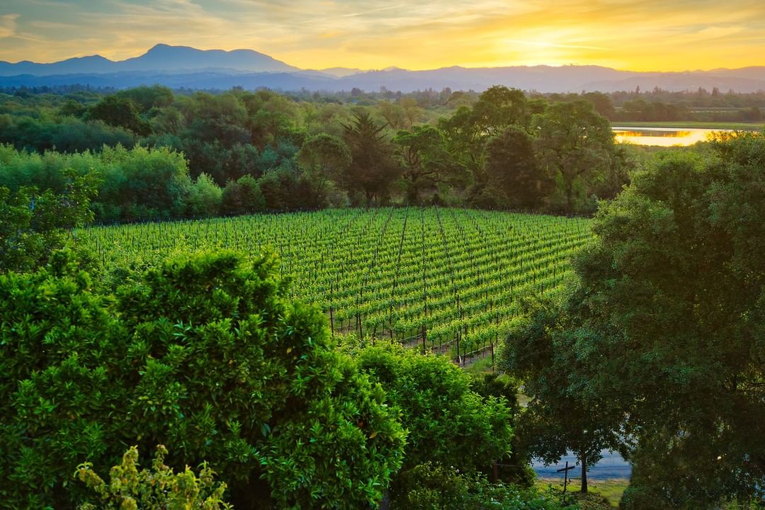 CalifWines_US's tweet image. #California’s 3900 #wineries and 5900 #winegrape growers generate over 786,000 jobs nationwide - with some pretty spectacular office views. 

📷: @lynmarestate 
#californiawines #vineyard #sunset