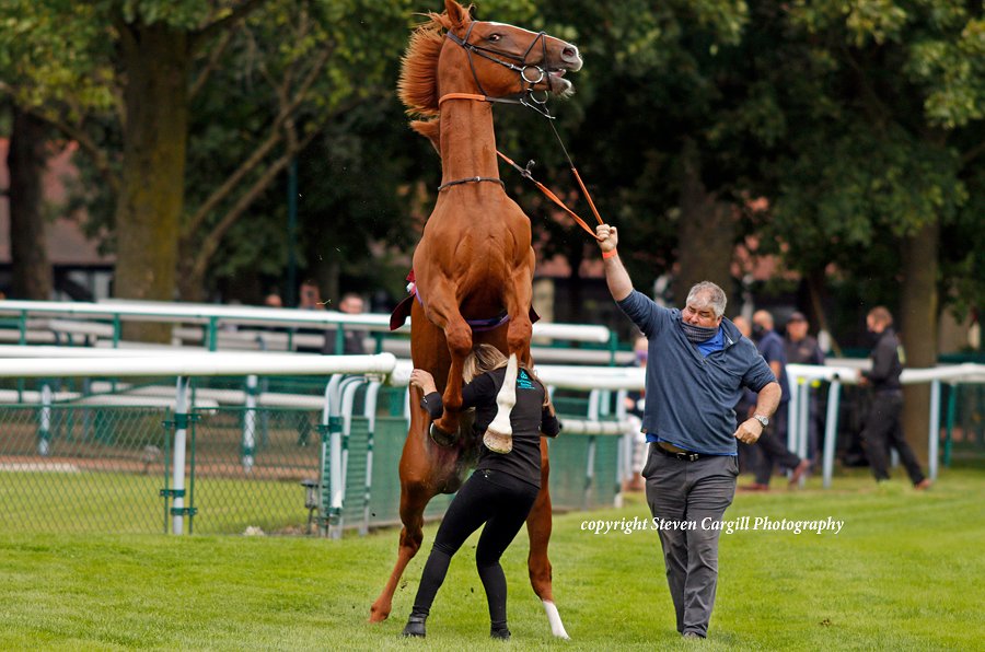 Steven_Cargill's tweet photo. Scenes with CITY STORM - a bit of a handful on his way to the start @haydockraces today for @DaveLoughnane_ https://t.co/QSvU8WlDS7