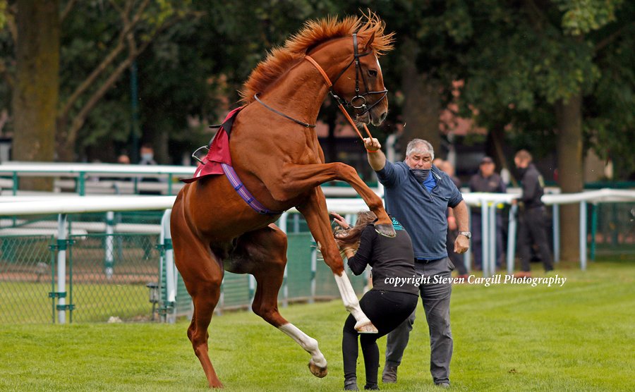 Scenes with CITY STORM - a bit of a handful on his way to the start <a href="/haydockraces/">Haydock Park Races</a> today for <a href="/DaveLoughnane_/">DaveLoughnaneRacing</a>