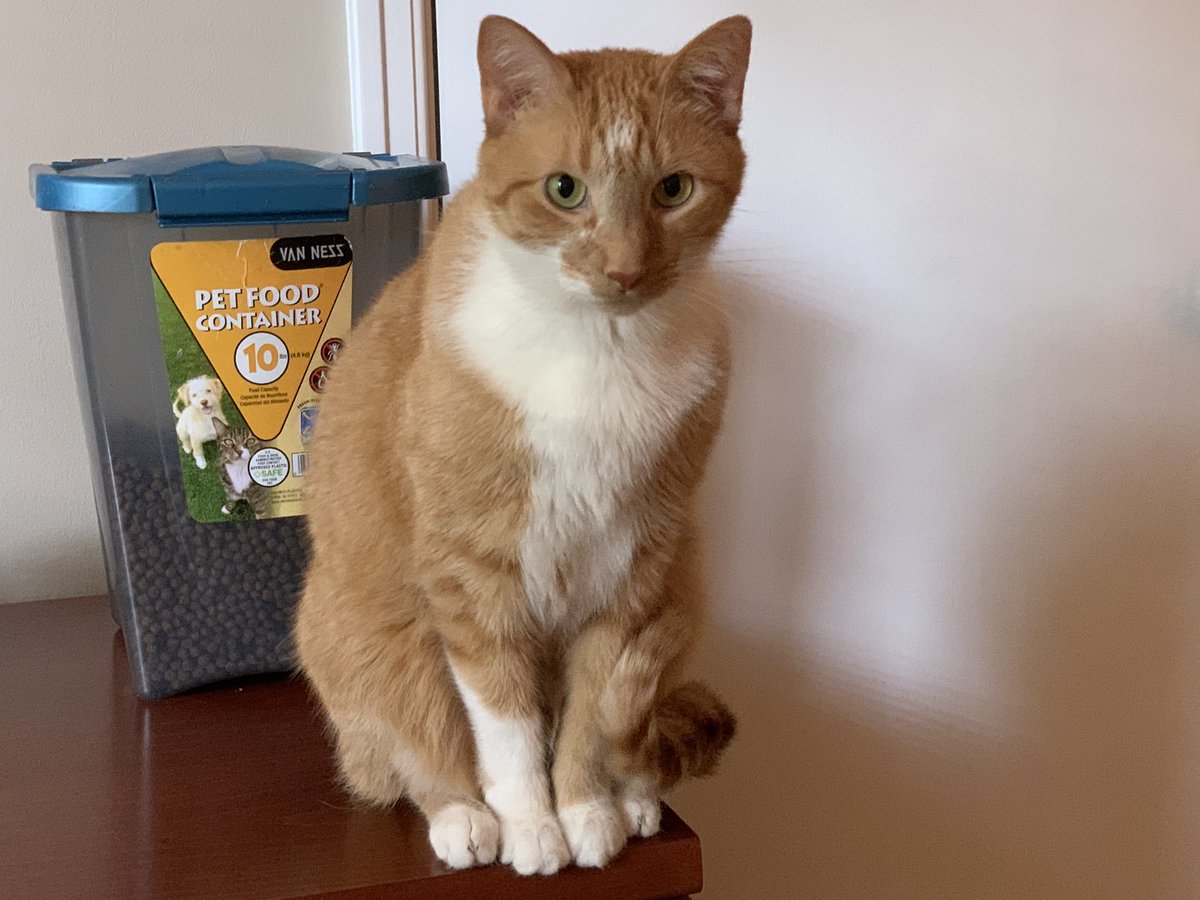 FOX19Jeff's tweet photo. This is the little guy who shares the office with me in the mornings while I’m on TV.  #Ibecamemycat https://t.co/tXc2XQAOFl