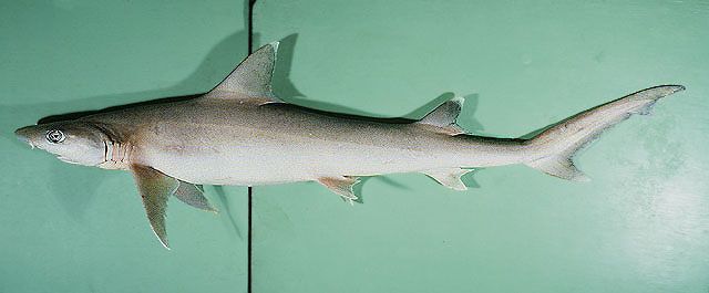 FinsUnited's tweet photo. We recently talked about the straight tooth weasel shark, but today The Fins United Initiative is talking about the sicklefin weasel #shark (Hemigaleus microstoma)! Learn about these #diversesharks with #TFUI: https://t.co/OzyzPVt2KF https://t.co/HJBTYDDbEo