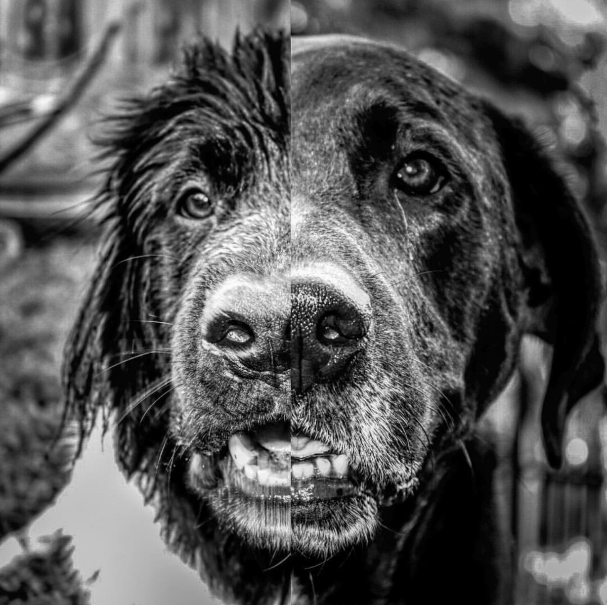 steviepechner's tweet photo. What are some Keywords you use when looking for cute, funny, or just great shots of pups? Leave your suggestions in the comments and I'll retweet your page as a thanks! #socialmediamarketingmsjc #msjc @digmsjc @thepuppypose #puppylove #dogsfordays #thepuppypose https://t.co/jpZnaFO7uY