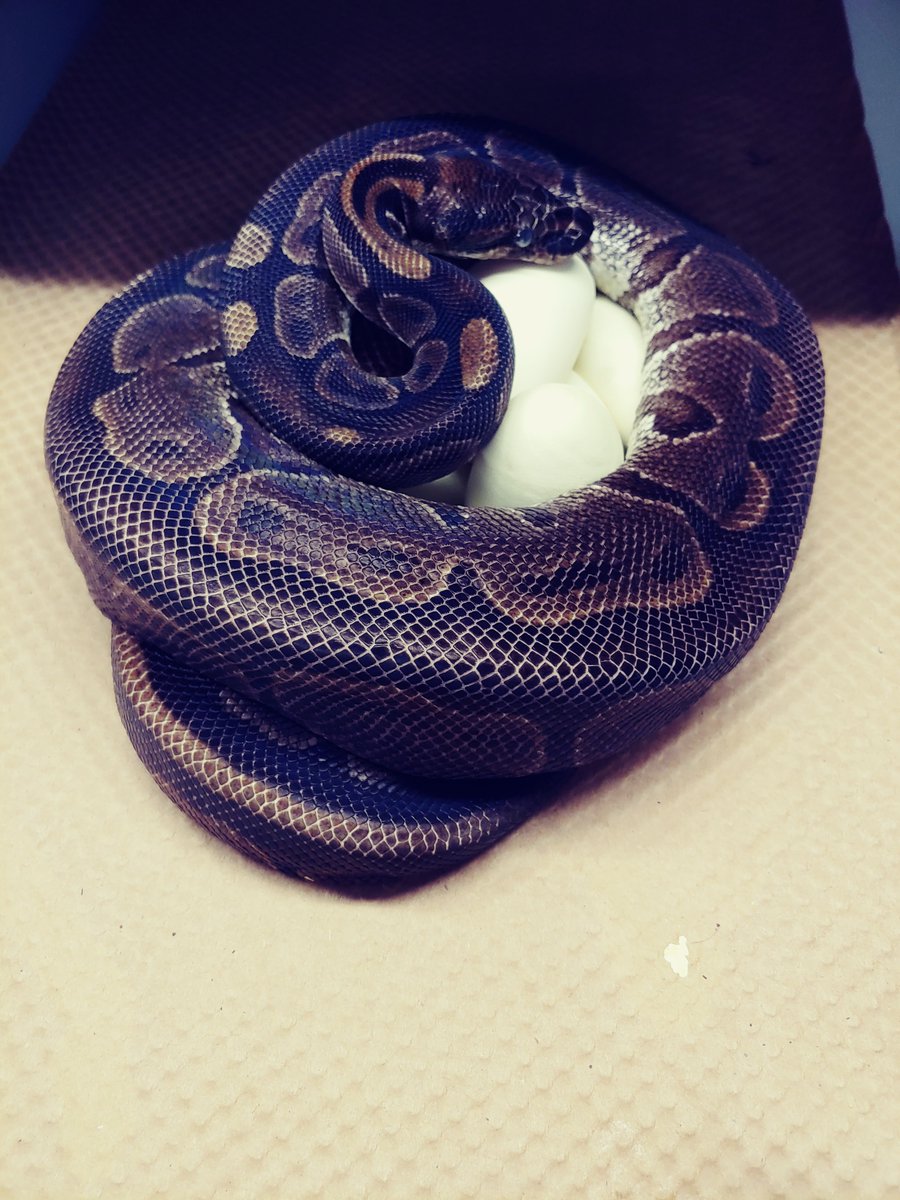 stlzoo's tweet photo. On 7/23, something incredible happened at the Herpetarium  — a ball python laid eggs! This particular female snake is over 50 years old (the oldest snake documented in a Zoo) &amp; has not been with a male in over 15 years! 

Read more: https://t.co/GkAEsRD5iZ https://t.co/oeHI9OURZY
