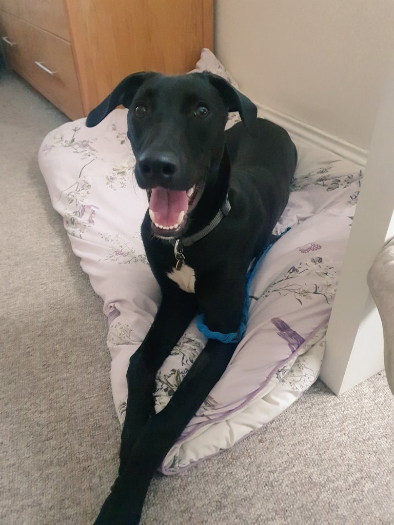 petsofseo's tweet photo. Anyones pets excited for the @eusearchawards? 😍 #EUSearchAwards https://t.co/mKhcHxdyJB
