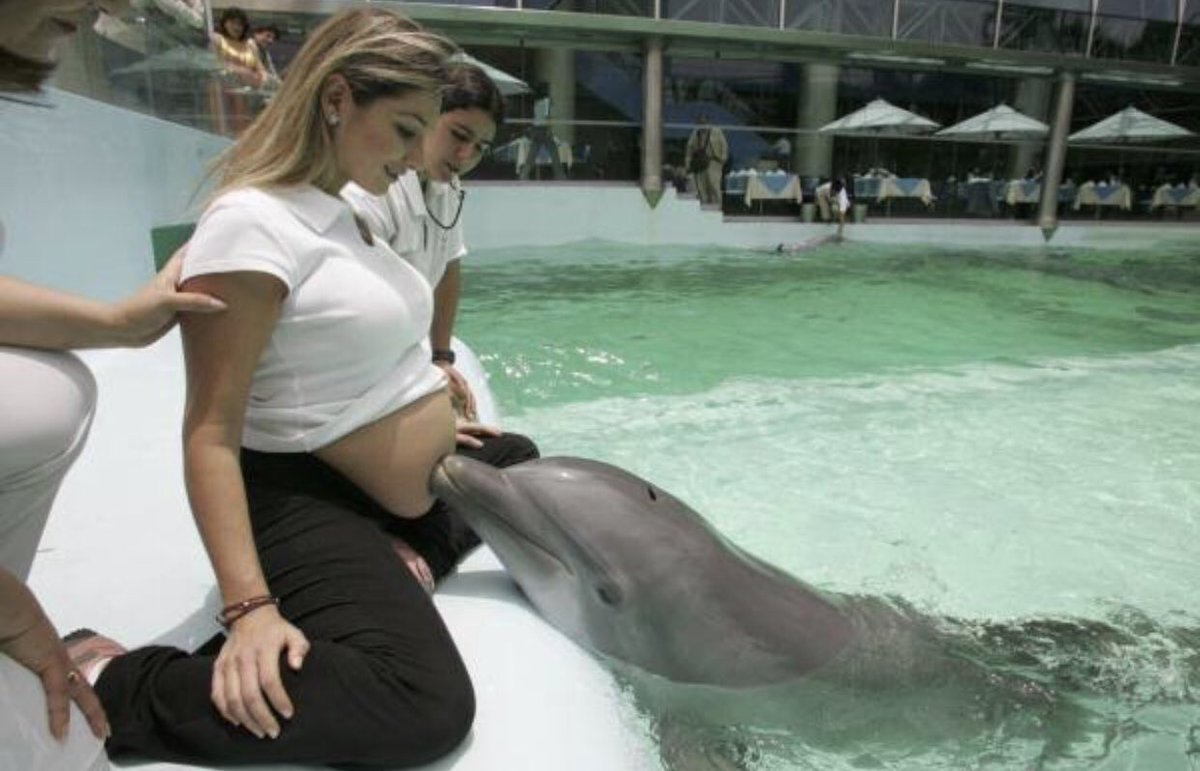 Dolphins love pregnant women because they communicate by ultrasound, besides mom's heartbeat they can also hear baby's heartbeat they find it fascinating.