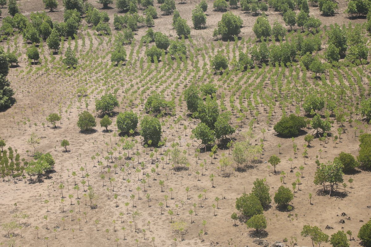 Chief Conservator of Forests (CCF) tweet media