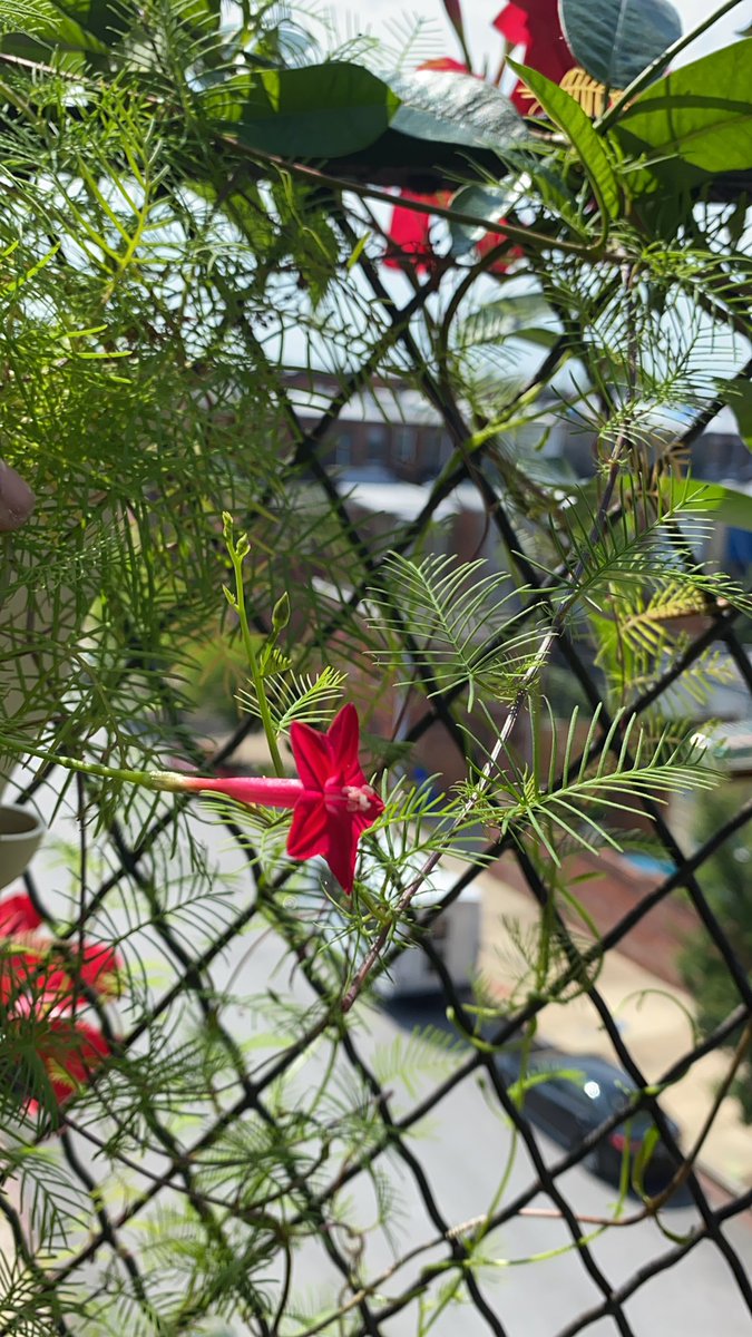 CalmingLeaf tweet picture