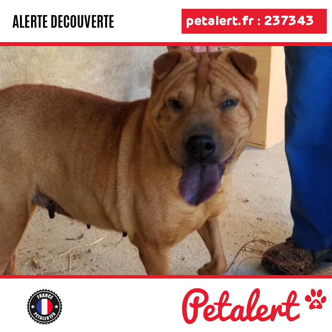petalert_france's tweet photo. Trouvé #Chien #DeuxSevres #Largeasse #Petalert #PetAlert79 / https://t.co/MbiAhqiPcx https://t.co/CwDf8k3h9V