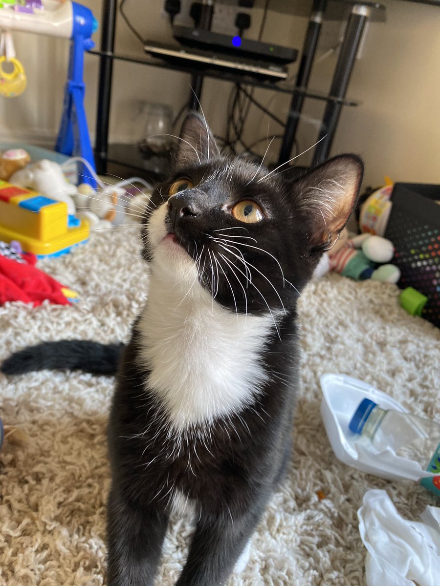 DragonPreistess's tweet photo. He’s so pretty 🥰 when he’s not being an absolute ball of annoying energy 🙄😂 https://t.co/lzMlXMAmLr