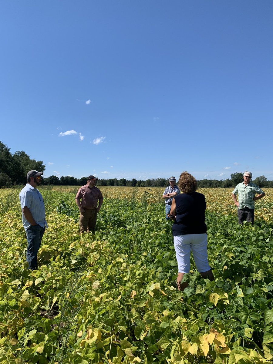 OntBeanGrowers's tweet photo. Checking out some large seeded trials between Mount Forest and Dundalk at @Canola_Cressman.  Thanks to @HDCAgronomy and Ferguson’s Fancy Beans for the seed for these trials.  @joebean641 @fergs14 https://t.co/NMzbqm9ec9