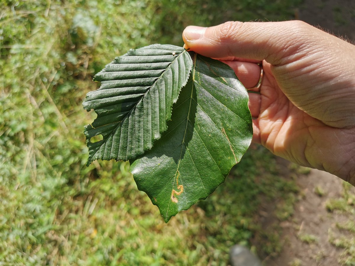 tomwardplz's tweet photo. Hornbeam vs Beech respectively. Came across Wych Elm after this too.
Trench Wood / #Warwickshire
#vc38 #betulaceae #fagaceae https://t.co/P9pkONd9Z5
